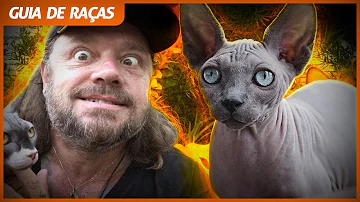 How much do Sphynx cats cost?