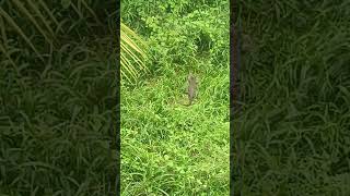 big lizard #phonk #music #anime #animeedit #song #lizard #wildlife #animal #anime #theboys #wild