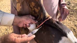 Bakriyun ko khal main injection lagane ka tareeqa ll how to administer vaccine to goats and sheep