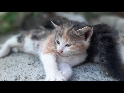 Video: Selkirk Rex: Cins Təsviri, Baxımı Və Baxımı, Fotoşəkilləri, Cins Pişiklər, Bala Balası Seçimi, Sahibinin Rəyləri