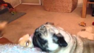 Rupert Eli - Pug And Chihuahua Playing