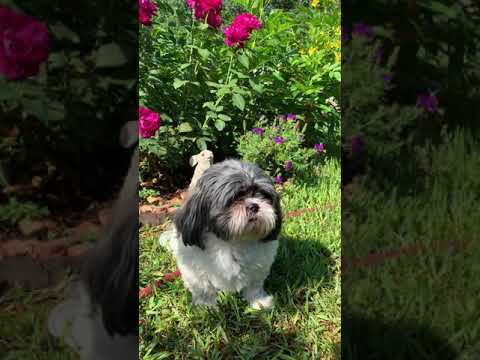 วีดีโอ: ดอกไม้และพืชที่ปลอดภัยสำหรับสุนัข