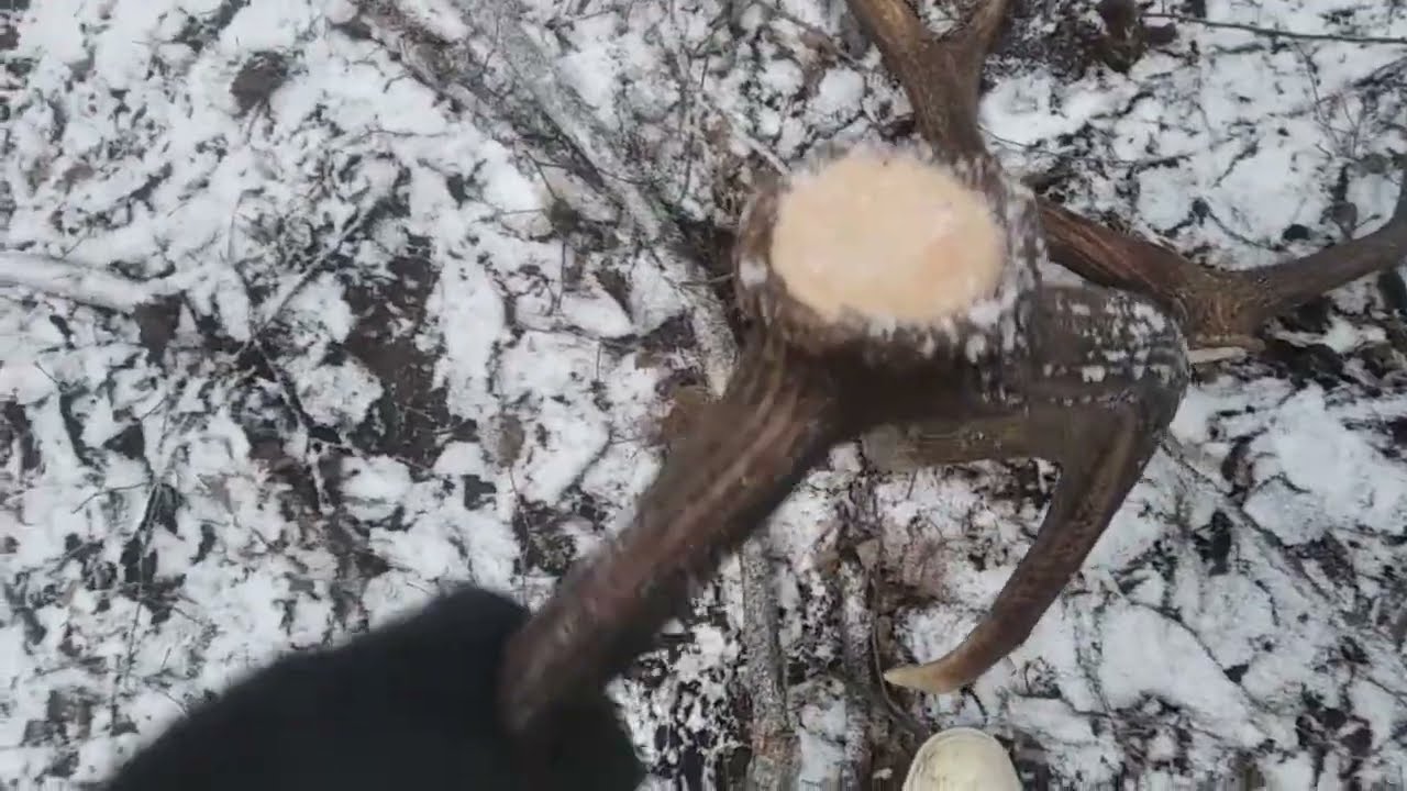 Zrzuty jeleni 2026: #3-4 (2,60 i 2,55 kg)