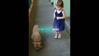 Download Lagu The Little Girl Who Chose the Unwanted Pitbull 🐶💖👧 (🎥 @TheDodo) #shorts #dogs #pets MP3 Download Lagu The Little Girl Who Chose the Unwanted Pitbull 🐶💖👧 (🎥 @TheDodo) #shorts #dogs #pets MP3