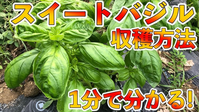 １分動画 スイートバジルの収穫方法 摘芯の仕方も解説 Youtube