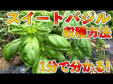 １分動画 スイートバジルの収穫方法 摘芯の仕方も解説 Youtube