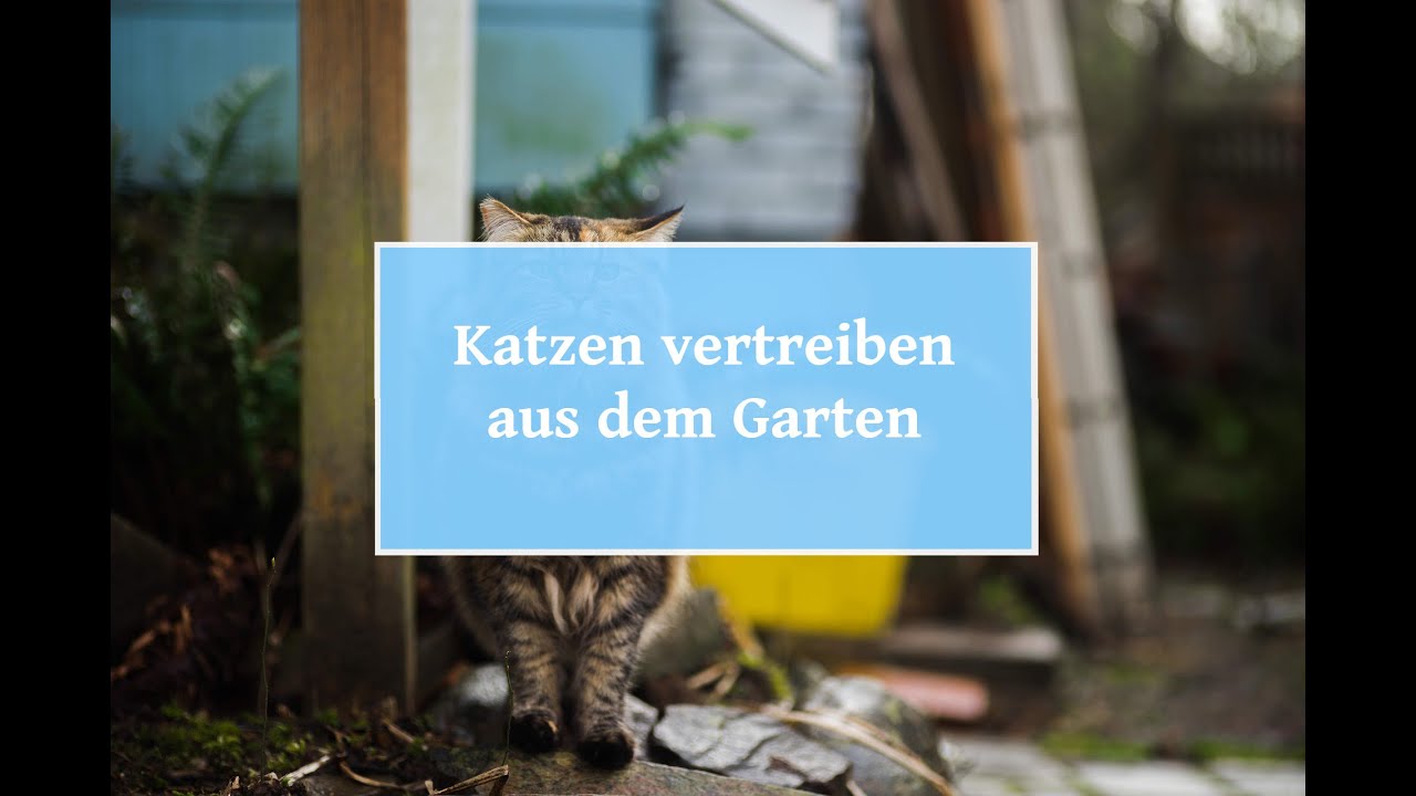 🏡 Katzen vertreiben aus dem Garten – Sechs wirksame Tipps 