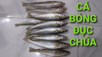 Câu cá bóng đục ở đầm chú 4 Nhỏ sau thời gian giãn cách, toàn bóng đục nái || Câu cá thiên nhiên