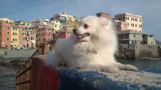 イタリア生まれの13犬種 Wanwans