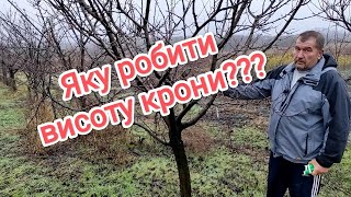 Як обрати висоту крони дерева??? / How to choose the height of the tree crown???