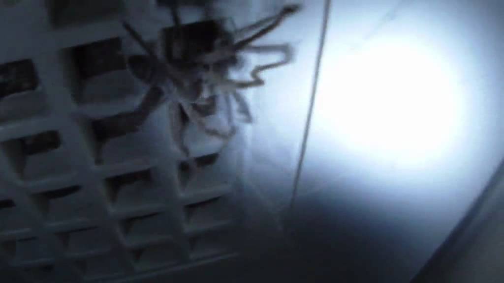 Spider Jumps On My Head While Filming It YouTube