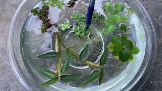 Ten Species of Floaters Together in a Bowl