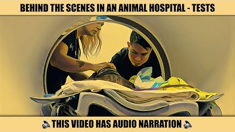 BEHIND THE SCENES IN AN ANIMAL HOSPITAL - DIAGNOSTIC TESTS