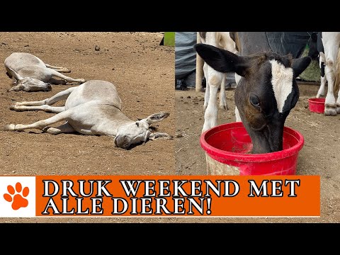 Hoe worden de dieren in het weekend verzorgd?! | DierenpraatTV