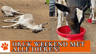 Hoe Worden De Dieren In Het Weekend Verzorgd  Dierenpraattv