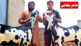 Faisalabad Bakra Show B Category Big Goat Of Amir Doger Lahore 2020