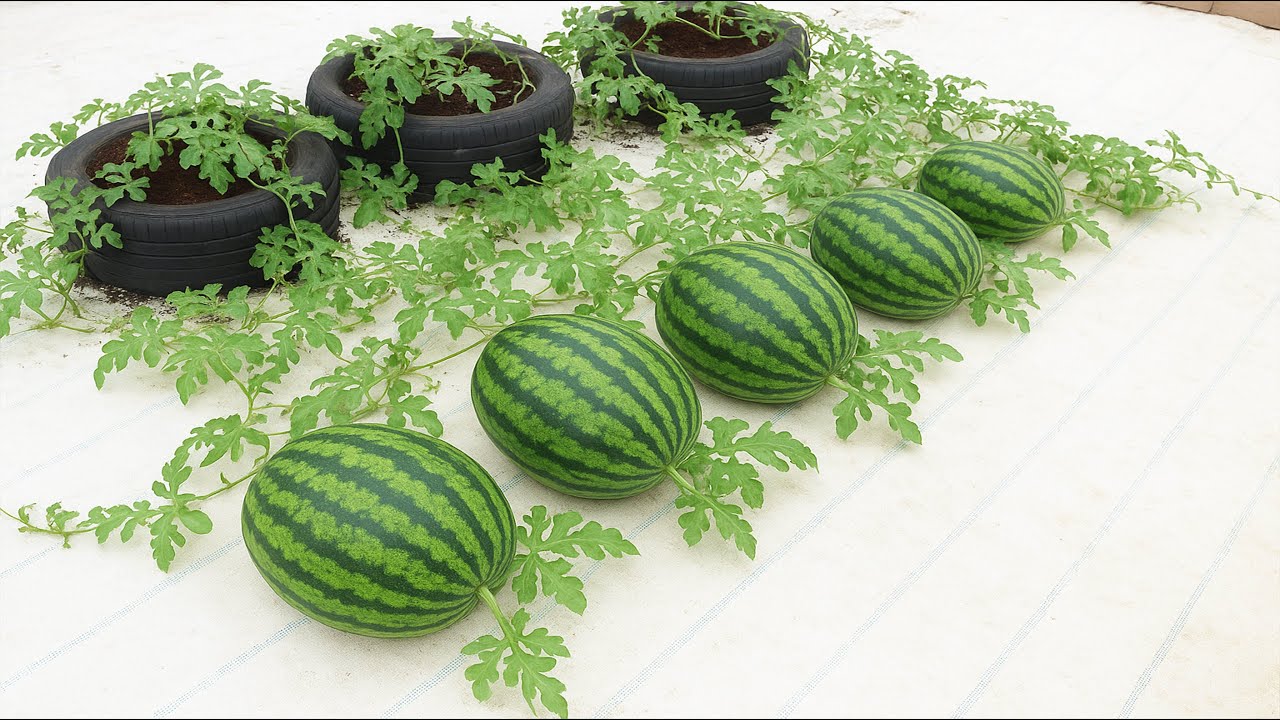 Не выбрасывайте спелые бананы — этот метод выращивания арбузов просто великолепен.