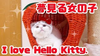 キティちゃんになりきる猫