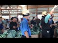 Amish Auction - Rare Footage of an Amish-run Produce Auction!