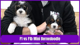 F1 Mini Bernedoodle vs F1b Mini Bernedoodle  What Is The Difference?
