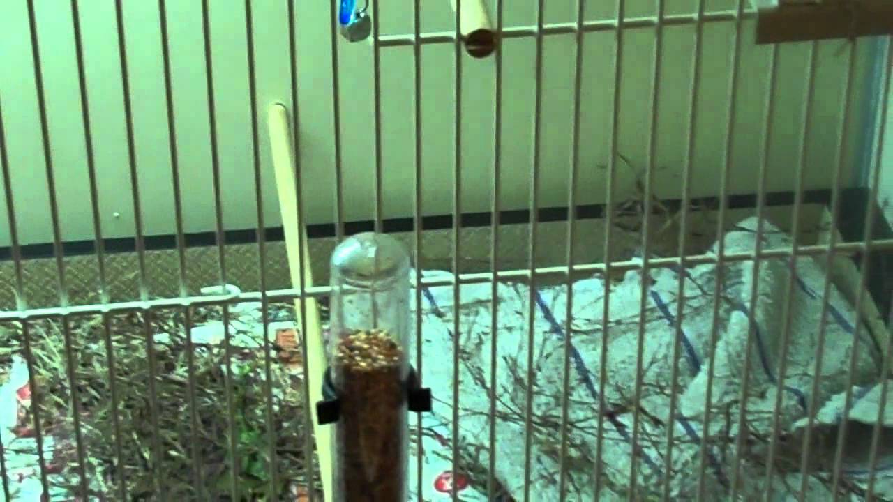 camera iphone 8 plus apk finches