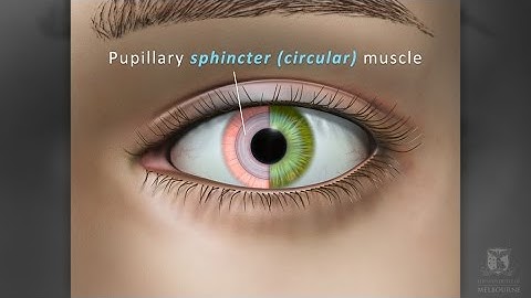 ANS control of iris - University of Melbourne