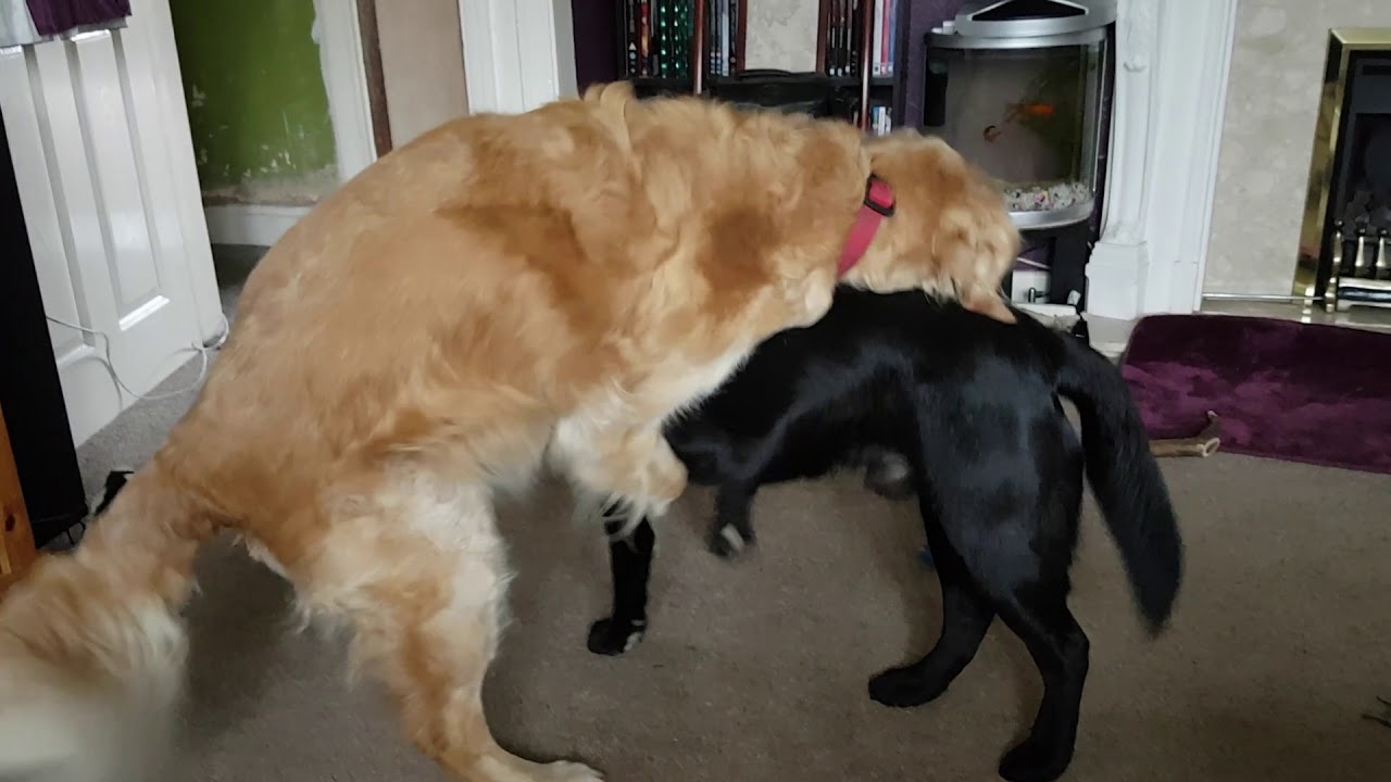Monty the Golden Retriever vs Eric the Labrador - YouTube