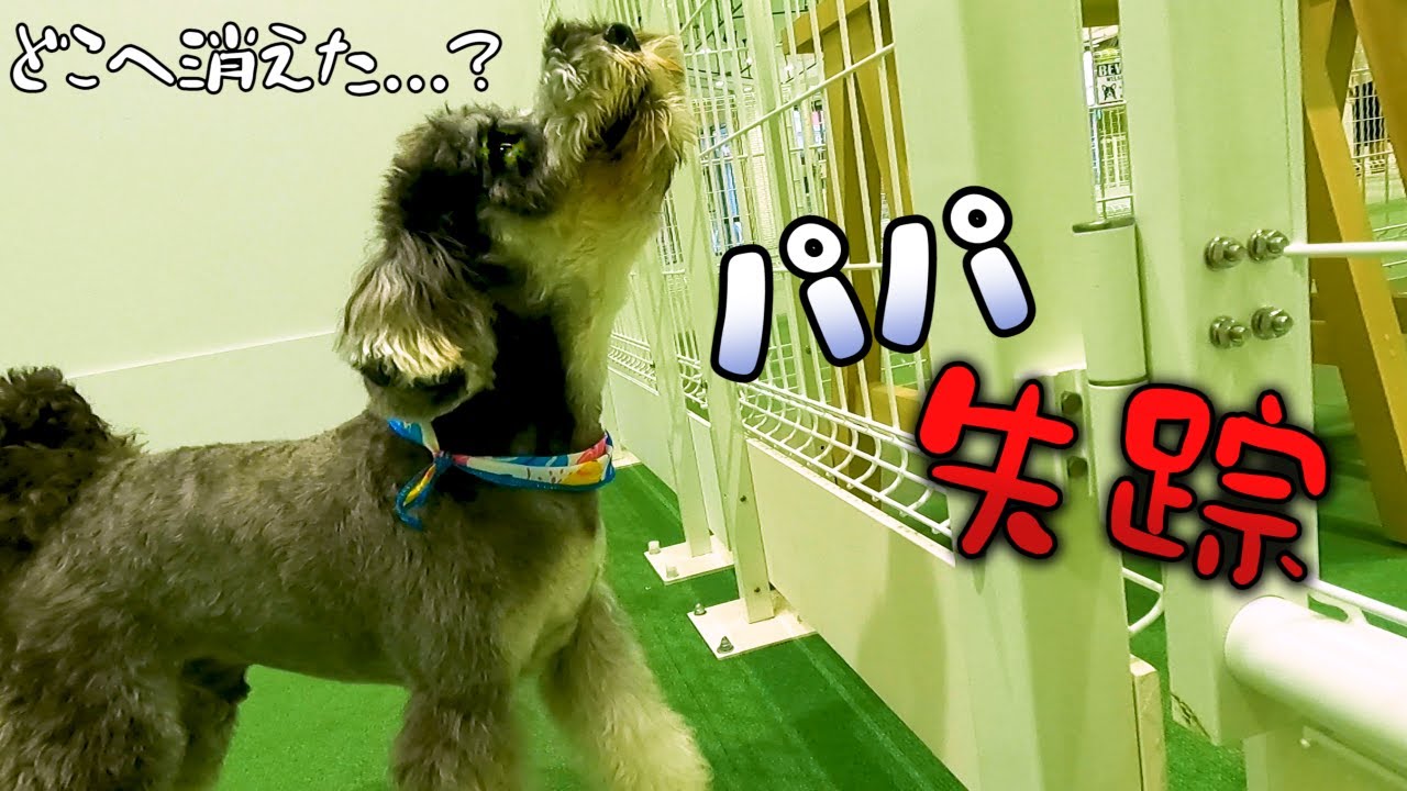 ドッグランで遊んでいたらトラブルが...？【ミニチュアシュナウザーのコアラ】