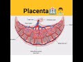 Remover Placenta 3d Animation Shorts