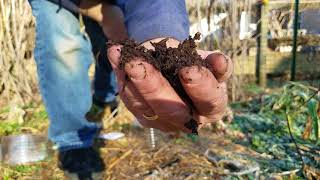 Modified no transplant winter sowing in my back to Eden organic garden