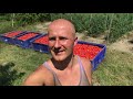 Вся правда про роботу в Італії, українці працюють на помідорах в полі на сонці, зібрали більше тони