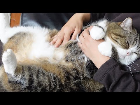 お腹マッサージされるねこ２。-Maru's belly massage 2.-