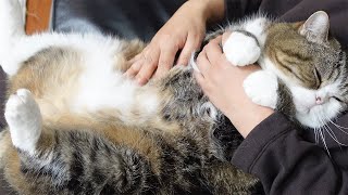 お腹マッサージされるねこ２。-Maru&#39;s belly massage 2.-