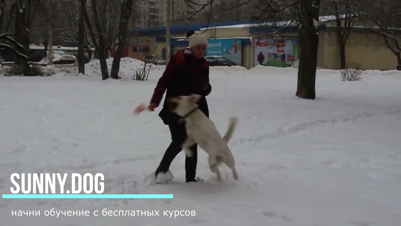 как начинать прогулку с собакой