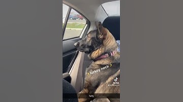dog nickname tiktok #shorts #tiktok #dog #dogsoftiktok #germanshepherd