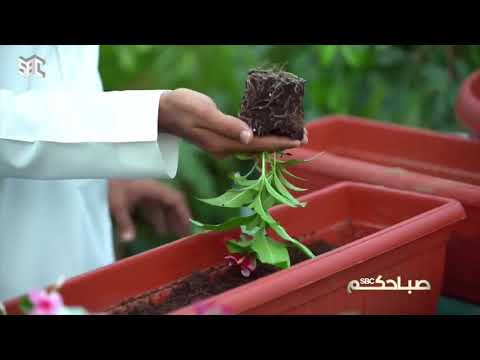 صباحكم  كيفية زراعة ورد البفتة و العناية بها