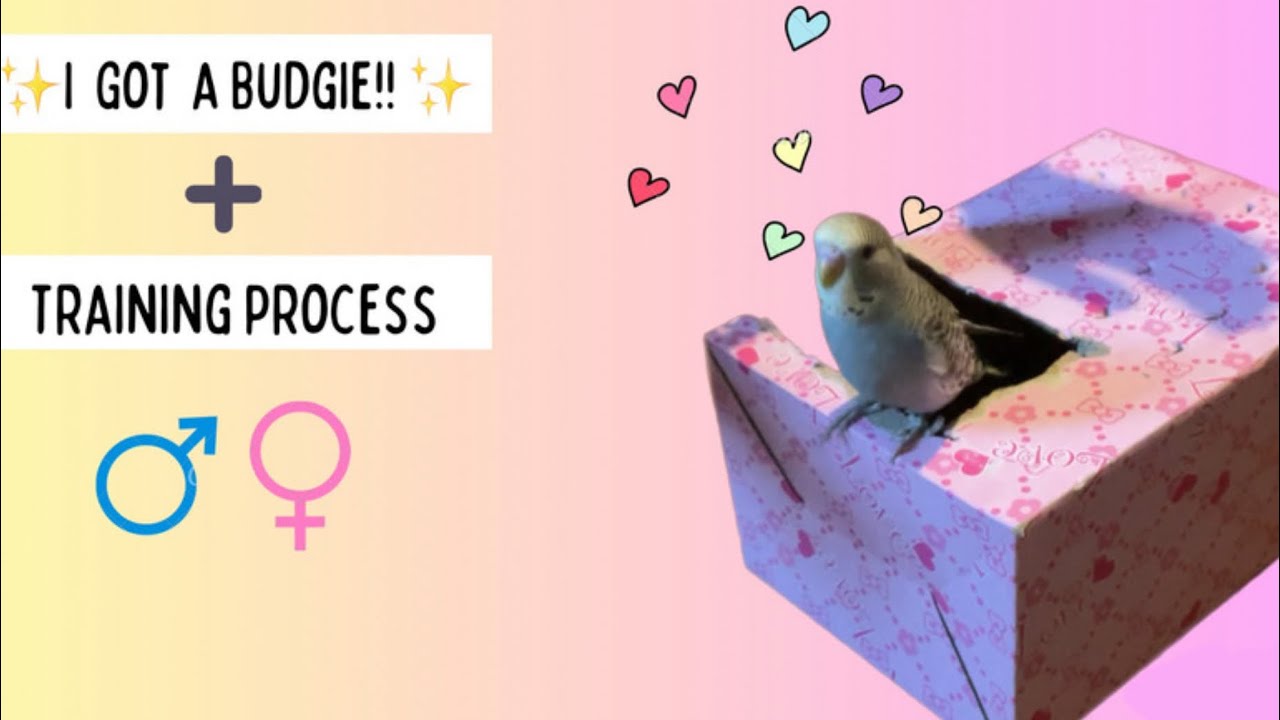 I got a budgie (Training process) - YouTube
