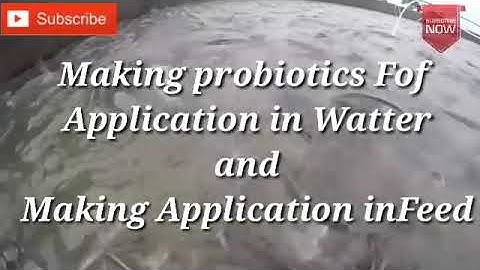How to make Biofloc probiotic and use || Indonesia English subtitle Video