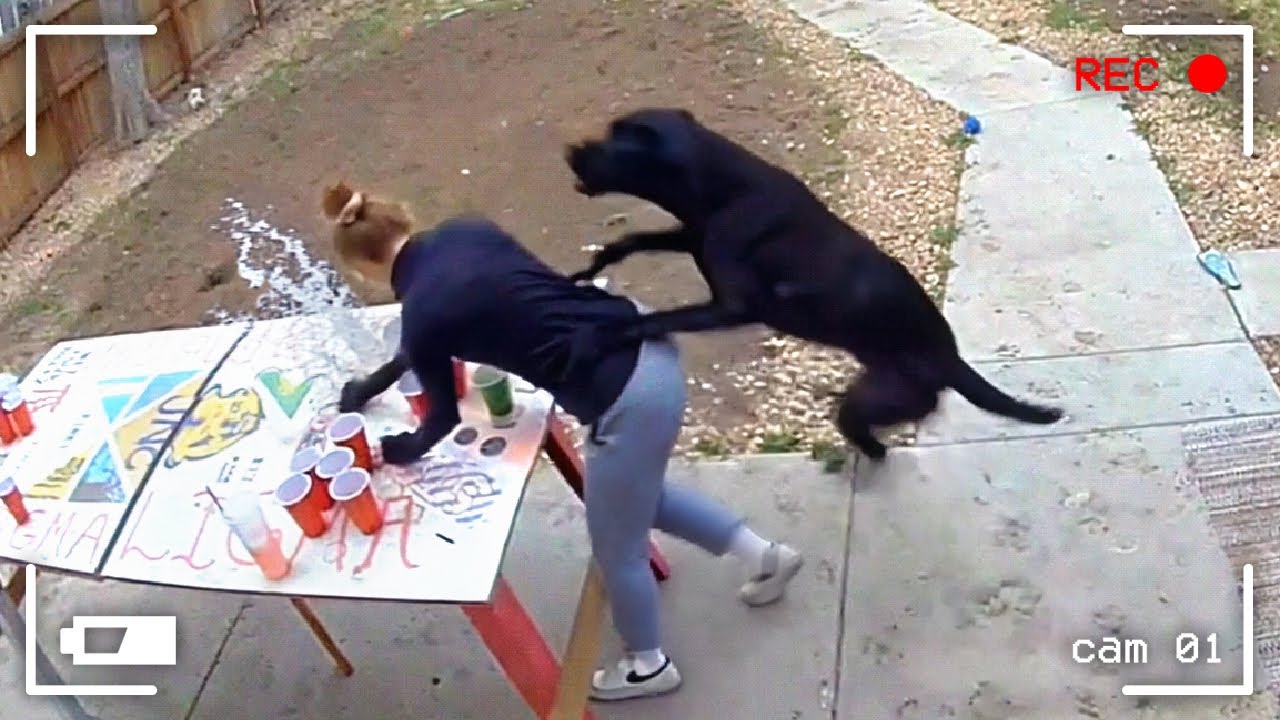 LOS MEJORES VÍDEOS CON ANIMALES DE 2025, CAPTADOS POR LAS CÁMARAS DE VIDEOVIGILANCIA