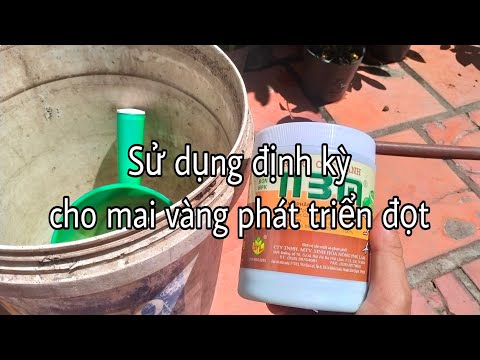 Sử dụng N3M đúng cách cho mai vàng. mới nhất 2023