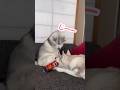 お菓子の箱を巡って喧嘩するハスキー姉妹　#シベリアンハスキー #ハスキー #siberianhusky