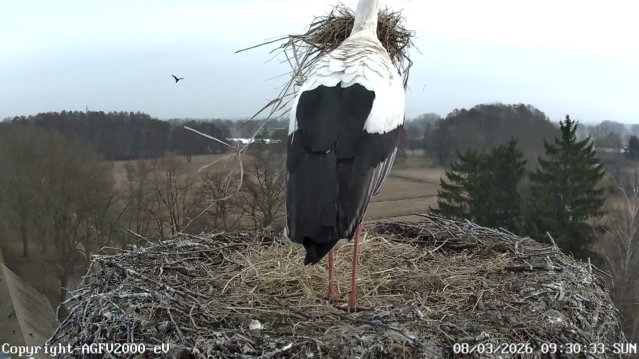 Storchennest Altlandsberg 08.03.2026 (Storchenkamera)