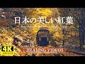 【癒し】日本の美しい紅葉（信州編）と癒しBGM - VOL.5／疲れた心身の回復・リラックス効果、目覚めの朝や眠れない夜にもどうぞ。（途中広告なし）「4K風景映像・実写」