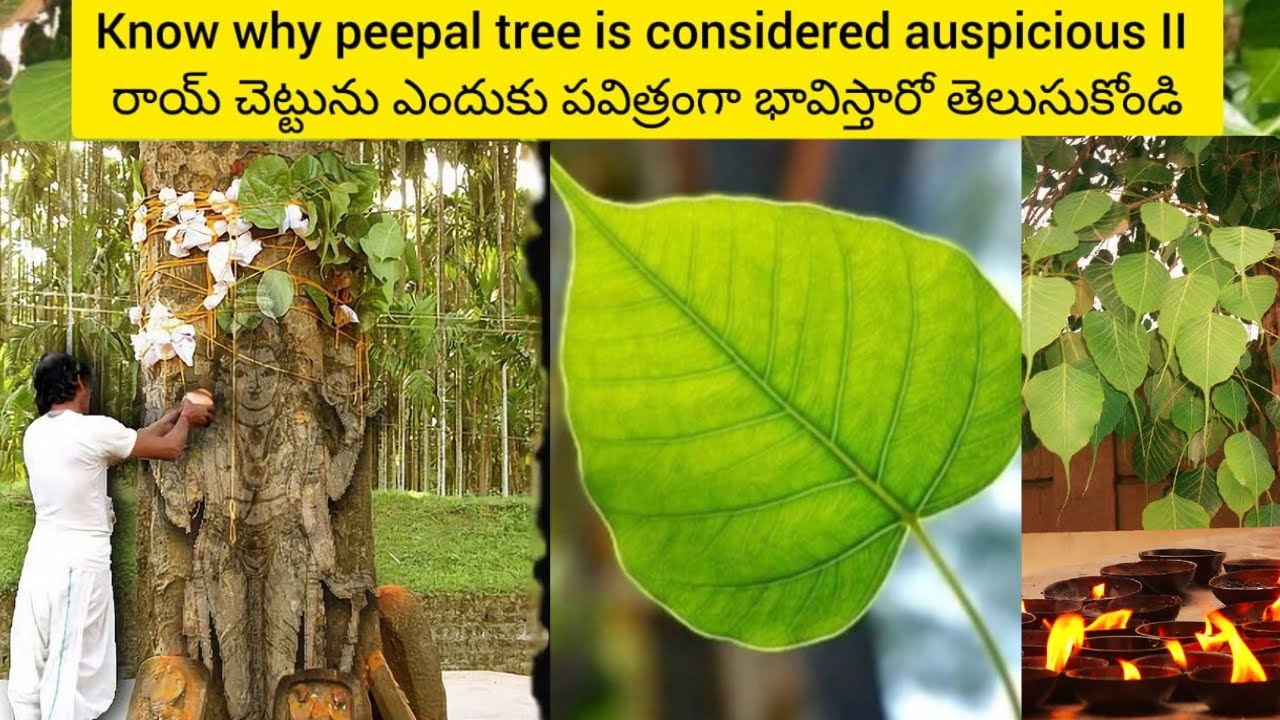 Know Why Peepal Tree Is Considered AuspiciousII Know Why Peepal Tree Is Considered AuspiciousII