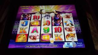 13 FREE GAMES BIG WIN ARISTOCRAT BUFFALO SLOT BONUS screenshot 2