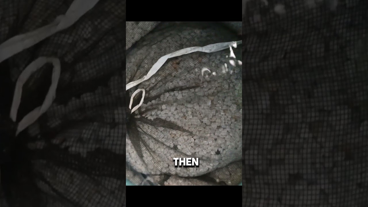 How RAS Reuses Water Without Pollution: The 3-Stage Fish Farming Filtration Secret