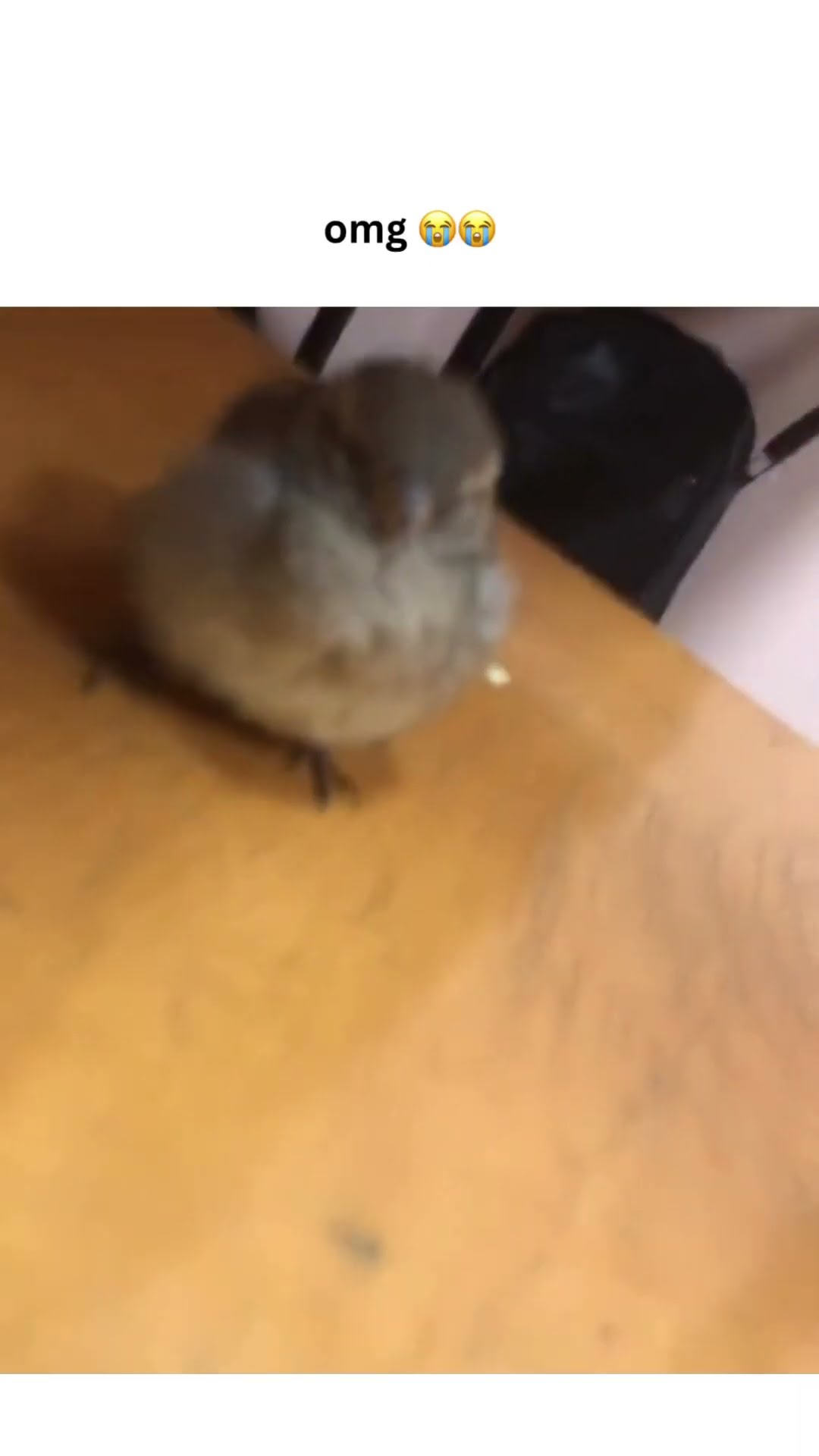 When you find prvnci just vibing on a chair he really be with the birds