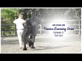 Iron spring farm friesian grooming series ep 2  tail care