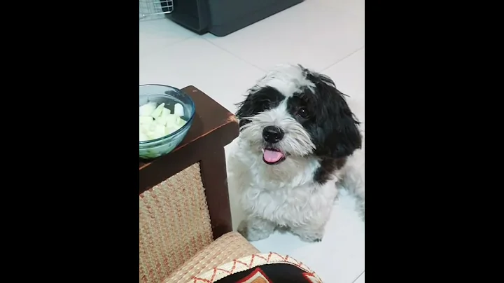 My shihtzu being a good boy to get the cucumber. #dog #pet #shihtzu #dogs #vlog #vlogers #shorts