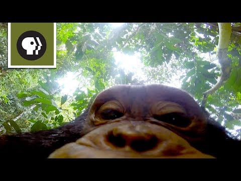 Tour the Treetops from a Chimp's Point of View